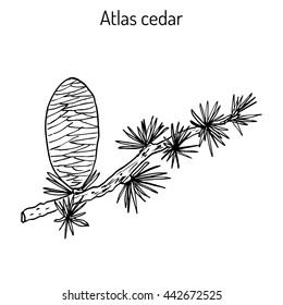 Branch of a Atlas Cedar (Cedrus atlantica). Hand drawn botanical vector illustration