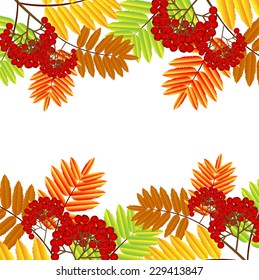 branch with autumn leaves and berries of wild ash,vector illustration