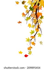 Branch with autumn maple leaves, vector illustration.