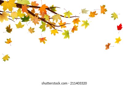 Branch with autumn maple leaves, vector illustration.