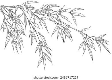 Branch of bamboo leaves isolated on white background
