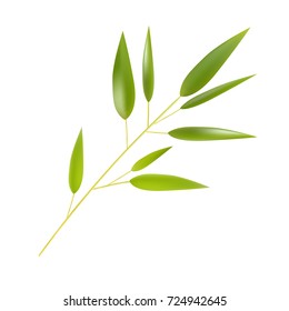 Branch of a bamboo tree