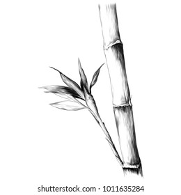 branch of bamboo, vector graphics monochrome sketch pattern