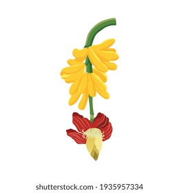 Branch of banana tree with bananas and flower flat vector illustration isolated.