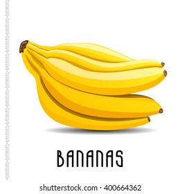 The branch of bananas on white background. Vector  illustration for your design