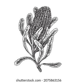 Branch Of Banksia Flower. Sketch. Engraving Style. Vector Illustration.