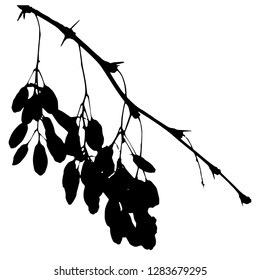 A branch of barberry with berries. Close-up. Vector isolated illustration Winter. Autumn. Postcard. Black color.