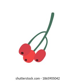 Branch of barberry berries isolated on white. Vector, hand-drawn illustration for the design of Christmas or new year greeting cards.