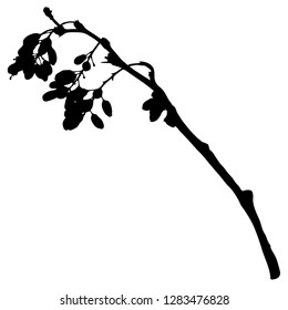 A branch of barberry with berries. Vector isolated illustration. Winter. Postcard. Black color