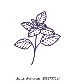 Branch Of Basil. Contour Vector Illustration.