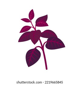 Rama de albahaca. Ilustración vectorial de contorno.