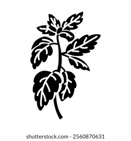 A branch of basil. Culinary seasonings and spices, hand-drawn. A of sketches in small details. A black outline on a white background. Vector illustration. Seasonings, spices, food additives