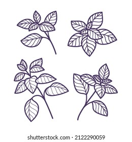 Branch of basil. Flat vector colorful illustration.