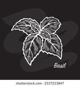 A branch of basil on a black background. Imitation of chalk on a blackboard. Drawing in line style.