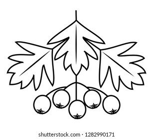 A branch of a beautiful berryshnik berry, medicinal plant. Useful berries in medicine for health. Graphic image. Vector illustration.