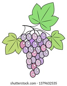 A branch is a beautiful blue grape berry, a tasty plant. Useful juicy berries. Graphic image. Vector illustration