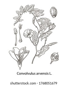 Branch of the beautiful and gentle field bindweed Convolvulus arvensis with flowers, leaves, tendrils and buds. Hand drawing, black and white and color, isolated on background.