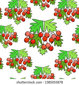 A branch of a beautiful hawthorn berry, a medicinal plant. Beneficial to health. Silent pattern. Vector illustration.