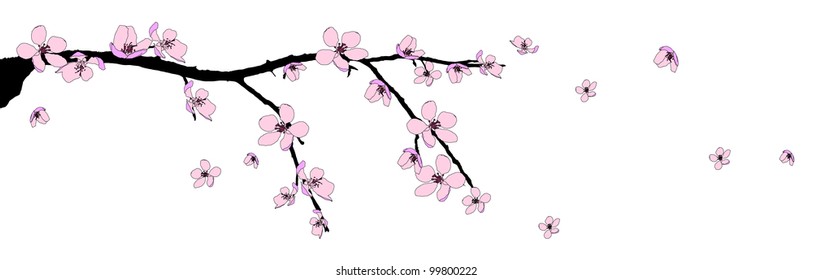 Branch of beautiful seasonal pink cherry blossom