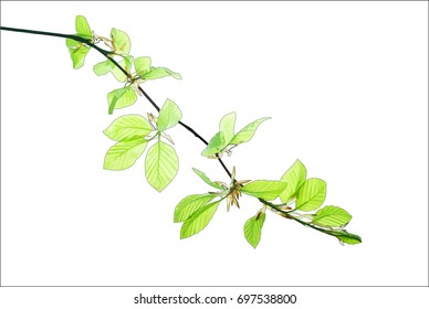 Branch of beech tree isolated on white background, vector illustration
