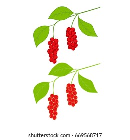 Branch with berries of Chinese Schisandra, in color, isolated on white. One of the best adaptogen herbs for stress relief. 