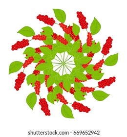 Branch, berries of Chinese Schisandra, in color, isolated. One of the best adaptogen herbs for stress relief. Circular pattern, mandala, pattern for design of scarf, textiles, wallpaper, decoupage.