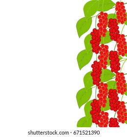 Branch, berries of Chinese Schisandra, in color, isolated. One of the best adaptogen herbs for stress relief. Border, frame, for design of scarf, textiles, wallpaper, decoupage.