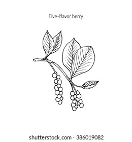 Branch with berries of Chinese Schisandra (five flavor berry). Hand drawn botanical vector illustration