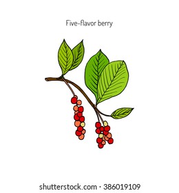 Branch with berries of Chinese Schisandra (five flavor berry). Hand drawn botanical vector illustration