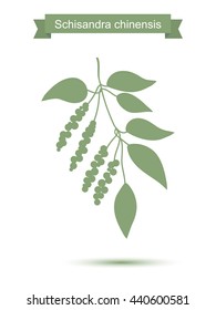 Branch with berries of Chinese Schisandra. Five flavor berry plant silhouette. Vector illustration isolated on white