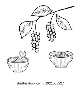 Branch with berries of Chinese Schisandra, isolated, in sketch style. Hand drawn illustration. Glass bottles for cosmetics, natural medicine, essential oils or other liquids, mortar, bowl, set