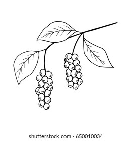 Branch with berries of Chinese Schisandra, isolated on white. One of the best adaptogen herbs for stress relief. 