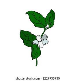 Branch with berries and fresh leaves isolated on white background. Hand drawn vector illustration. Ink sketch.