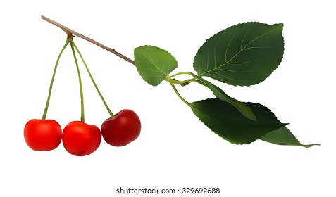 branch with berries and leaves of cherry