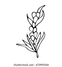 Branch with berries on white background vector illustration. Doodle style. Design icon, print, logo, poster, symbol, decor, textile, paper, card. 