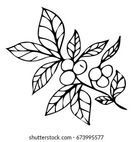 Branch with berries on white background vector illustration. Doodle style. Design icon, print, logo, poster, symbol, decor, textile, paper, card. 