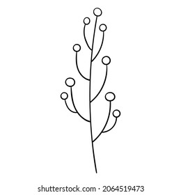 Branch with berries vector botanical illustration. Winter forest greenery clipart.