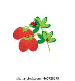 Branch with berries of wild strawberry. Grandma box on green leaves. Red fruits. White background.