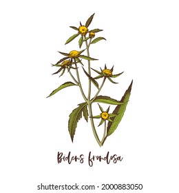 Zweig von Bidens frondosa. Heilkräuter