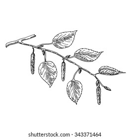 The branch of a birch