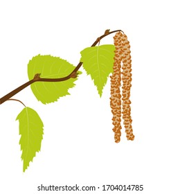 A branch of birch with green leaves and blossoming catkins on a white background. Spring tree, vector illustration