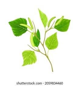 Branch of birch with green leaves and catkins vector illustration on white background