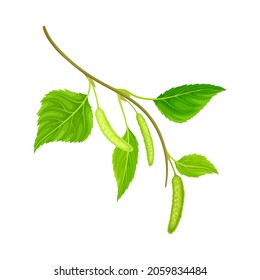 Branch of birch with green leaves and catkins. Natural decor element vector illustration