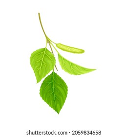 Branch of birch with green leaves and catkins. Spring season decor element, Betula Pendula vector illustration