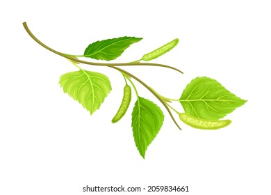 Branch of birch with green leaves and catkins. Spring season decor element vector illustration