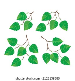 Branch of birch with green leaves isolated on white background. Fresh spring foliage. sprigs of plants, eco-friendly decor.