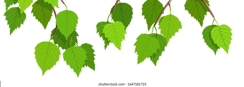 A branch of birch on a white background, young green leaves. Bright spring background, vector illustration