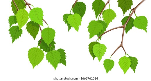 A branch of birch on a white background, young green leaves. Bright spring background, vector illustration