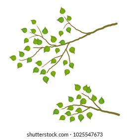 Branch of a birch tree on a white background. Branch of a tree with green leaves. It can be used as a design element in projects and compositions. Vector illustration.