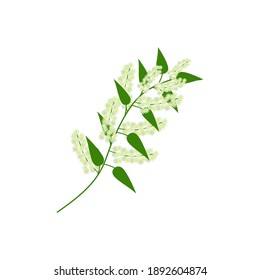 A branch of a bird cherry. Isolated floral element on a white background. Spring flowers, green leaves on a branch. For decorating compositions, frames, holiday bouquets or online flower shop. Vector.